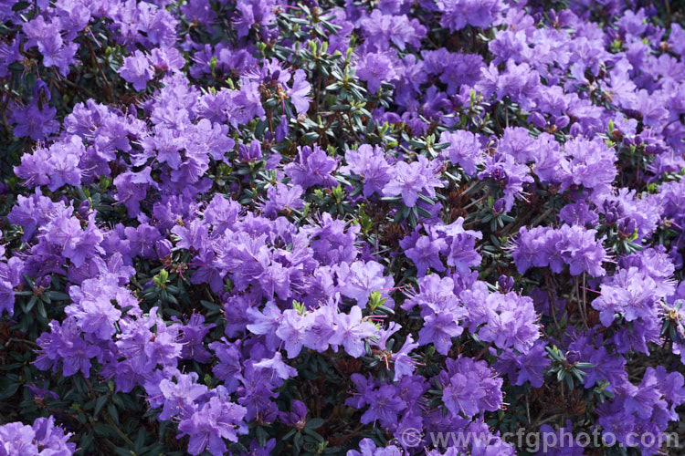 Rhododendron 'Blue Diamond' ('Intrifast' × Rhododendron augustinii</i>), an English hybrid raised by Crosfield that was introduced around 1935. Its foliage turns bronze to purple in winter and it grows to 1m high x 1.5m wide