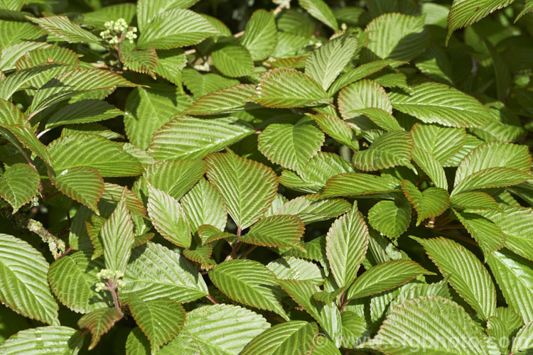 The young spring foliage of Japanese Snowball (<i>Viburnum plicatum</i>), a 3m tall deciduous, spring-flowering shrub native to Japan and China. Red berries, ripening to black, follow the flower heads, which are green on first opening, mature to white and may develop pink tones with age. viburnum-2081htm'>Viburnum.. viburnum-2081htm'>Viburnum. <a href='adoxaceae-plant-family-photoshtml'>Adoxaceae</a>.