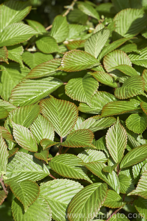The young spring foliage of Japanese Snowball (<i>Viburnum plicatum</i>), a 3m tall deciduous, spring-flowering shrub native to Japan and China. Red berries, ripening to black, follow the flower heads, which are green on first opening, mature to white and may develop pink tones with age. viburnum-2081htm'>Viburnum.. viburnum-2081htm'>Viburnum. <a href='adoxaceae-plant-family-photoshtml'>Adoxaceae</a>.