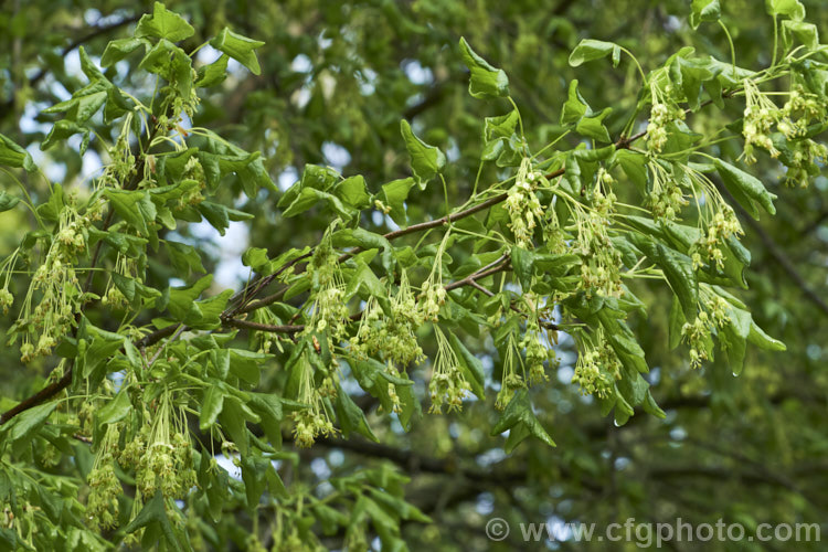 The young spring foliage and flowers of the Three-toothed Maple (<i>Acer buergerianum</i>) with developing samara. This small deciduous tree is native to Japan and nearby parts of eastern China. Its leaves are small and very distinctive because they have only three lobes. Order: Sapindales, Family: Sapindaceae