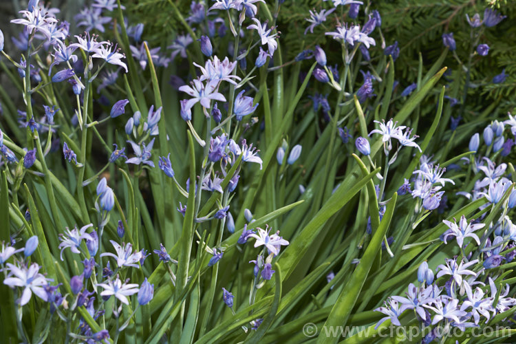 Scilla ramburei, a small, spring-flowering bulb native to western North Africa and the south of the Iberian. Peninsula. It is slow to develop new bulbs but will self-sow in good conditions. scilla-2491htm'>Scilla.