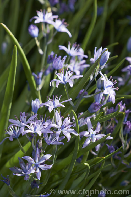 Scilla ramburei, a small, spring-flowering bulb native to western North Africa and the south of the Iberian. Peninsula. It is slow to develop new bulbs but will self-sow in good conditions. scilla-2491htm'>Scilla.