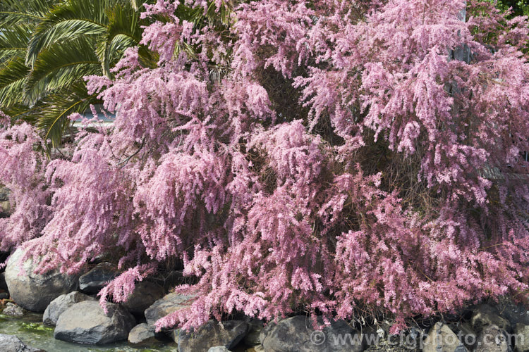 Early Tamarisk (<i>Tamarix parviflora</i>), a large deciduous shrub or small tree native to Europe. Its branches often have an arching habit and the plant can be distinguished from most of the other commonly grown tamarisks in that it flowers on the old wood in spring, rather than on the new growth in summer. The flower colour ranges from pale greyish pink to a dusky reddish pink. tamarix-2300htm'>Tamarix. <a href='tamaricaceae-plant-family-photoshtml'>Tamaricaceae</a>.