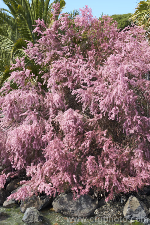 Early Tamarisk (<i>Tamarix parviflora</i>), a large deciduous shrub or small tree native to Europe. Its branches often have an arching habit and the plant can be distinguished from most of the other commonly grown tamarisks in that it flowers on the old wood in spring, rather than on the new growth in summer. The flower colour ranges from pale greyish pink to a dusky reddish pink. tamarix-2300htm'>Tamarix. <a href='tamaricaceae-plant-family-photoshtml'>Tamaricaceae</a>.