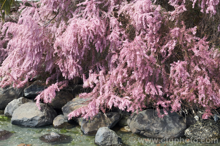 Early Tamarisk (<i>Tamarix parviflora</i>), a large deciduous shrub or small tree native to Europe. Its branches often have an arching habit and the plant can be distinguished from most of the other commonly grown tamarisks in that it flowers on the old wood in spring, rather than on the new growth in summer. The flower colour ranges from pale greyish pink to a dusky reddish pink. tamarix-2300htm'>Tamarix. <a href='tamaricaceae-plant-family-photoshtml'>Tamaricaceae</a>.