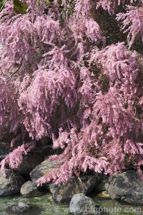 Early Tamarisk (<i>Tamarix parviflora</i>), a large deciduous shrub or small tree native to Europe. Its branches often have an arching habit and the plant can be distinguished from most of the other commonly grown tamarisks in that it flowers on the old wood in spring, rather than on the new growth in summer. The flower colour ranges from pale greyish pink to a dusky reddish pink. tamarix-2300htm'>Tamarix. <a href='tamaricaceae-plant-family-photoshtml'>Tamaricaceae</a>.