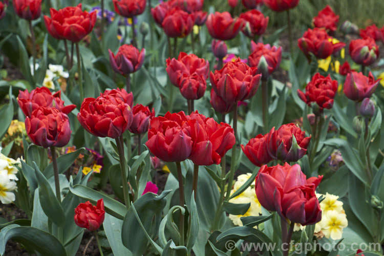 Tulipa 'Red Princess' (<i>Category 11 - Double late</i>), a sport of 'Orange Princess' with a compact growth habit and sturdy double flowers in a distinctive orange-red shade. Order: Liliales, Family: Liliaceae