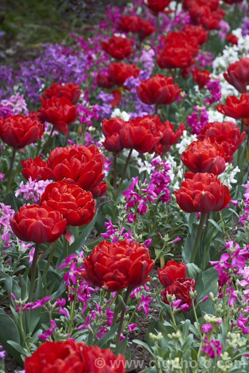 Tulipa 'Red Princess' (<i>Category 11 - Double late</i>), a sport of 'Orange Princess' with a compact growth habit and sturdy double flowers in a distinctive orange-red shade. Order: Liliales, Family: Liliaceae
