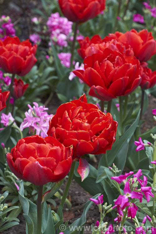 Tulipa 'Red Princess' (<i>Category 11 - Double late</i>), a sport of 'Orange Princess' with a compact growth habit and sturdy double flowers in a distinctive orange-red shade. Order: Liliales, Family: Liliaceae