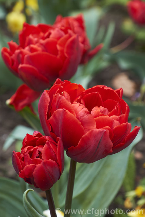 Tulipa 'Red Princess' (<i>Category 11 - Double late</i>), a sport of 'Orange Princess' with a compact growth habit and sturdy double flowers in a distinctive orange-red shade. Order: Liliales, Family: Liliaceae