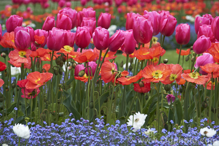 Tulipa 'Anaconda' (<i>Category 5 - Single. Late</i>), a late-flowered tulip with stems to 50 cm high. It is a good cut flower. It is seen here with Iceland poppies and forget-me-nots. Order: Liliales, Family: Liliaceae