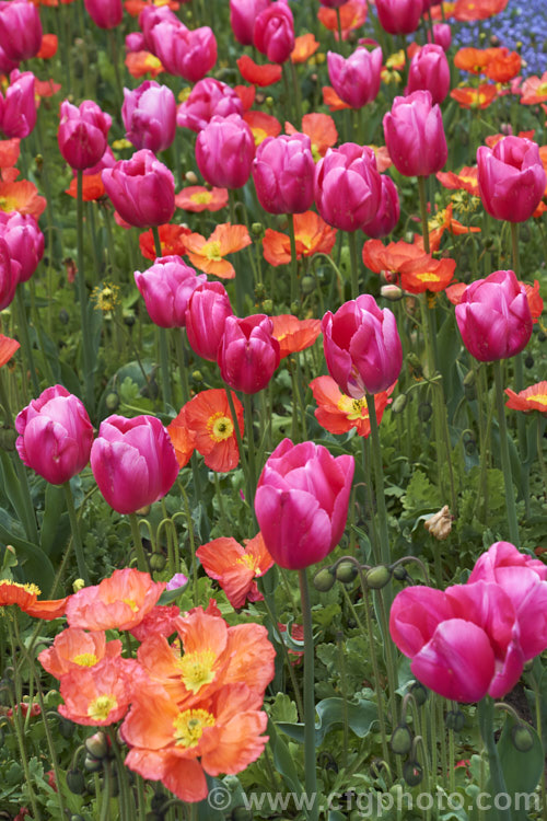 Tulipa 'Anaconda' (<i>Category 5 - Single. Late</i>), a late-flowered tulip with stems to 50 cm high. It is a good cut flower. It is seen here with Iceland poppies and forget-me-nots. Order: Liliales, Family: Liliaceae
