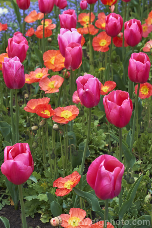 Tulipa 'Anaconda' (<i>Category 5 - Single. Late</i>), a late-flowered tulip with stems to 50 cm high. It is a good cut flower. It is seen here with Iceland poppies and forget-me-nots. Order: Liliales, Family: Liliaceae