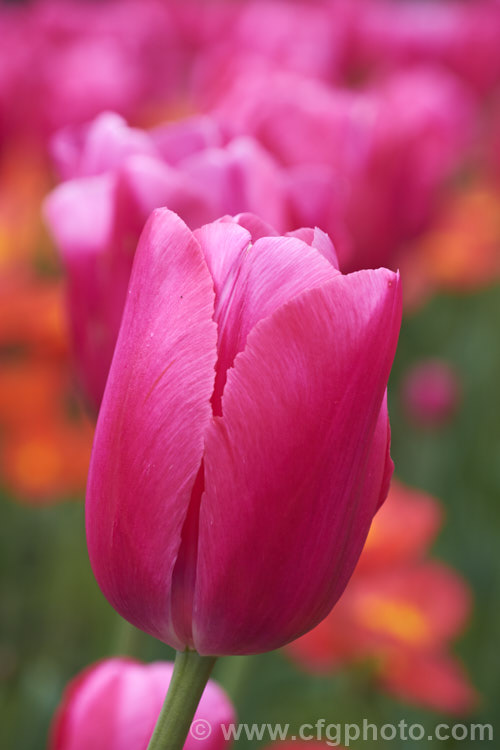 Tulipa 'Anaconda' (<i>Category 5 - Single. Late</i>), a late-flowered tulip with stems to 50 cm high. It is a good cut flower. Order: Liliales, Family: Liliaceae