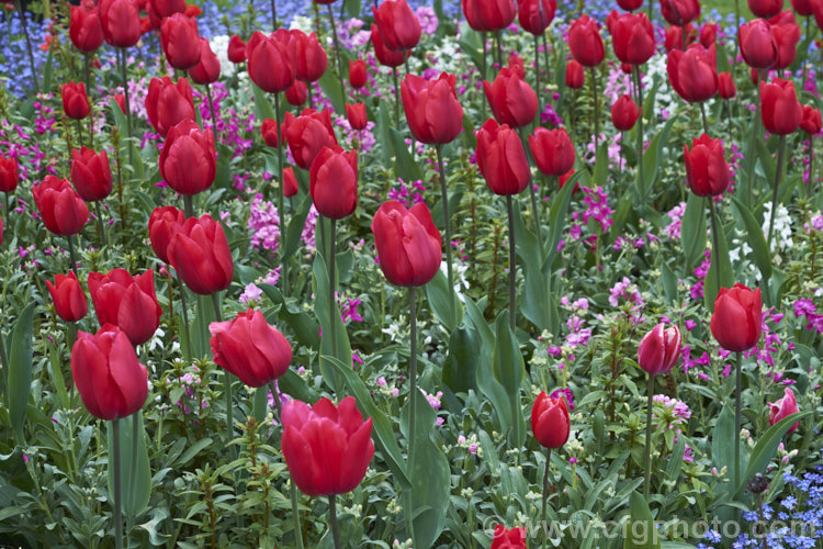 Tulipa 'Il de France' (<i>Category 5 - Single. Late</i>), one of many red tulips, but notable for great purity and depth of colour. Order: Liliales, Family: Liliaceae
