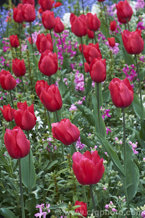 Tulipa 'Il de France' (<i>Category 5 - Single. Late</i>), one of many red tulips, but notable for great purity and depth of colour. Order: Liliales, Family: Liliaceae