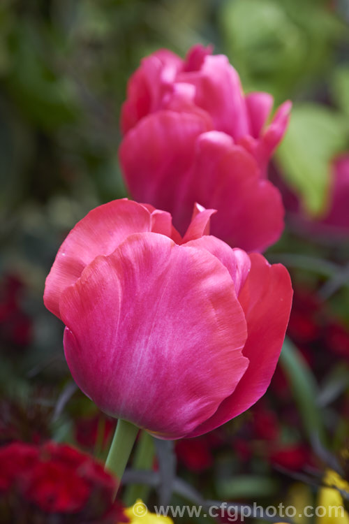 Tulipa 'Purk' (<i>Category 3 —. Triumph Hybrid</i>), a strong-growing tulip to 50cm tall, raised by Ligthart of the Netherlands and introduced in 2006. Order: Liliales, Family: Liliaceae