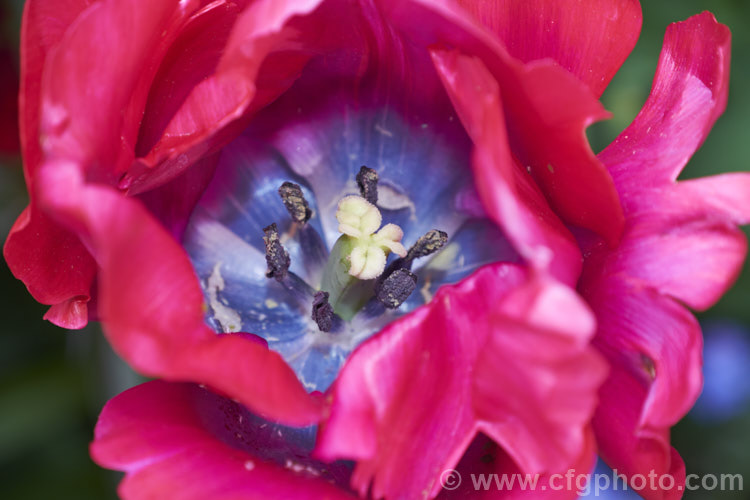 The blue centre of Tulipa 'Purk' (<i>Category 3 —. Triumph Hybrid</i>), a strong-growing tulip to 50cm tall, raised by Ligthart of the Netherlands and introduced in 2006. Blue tulips are not avaiable but his strong blue centre raised the possibility of breeding them. Order: Liliales, Family: Liliaceae