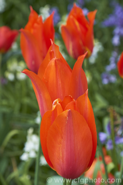 Tulipa 'Temple's Favorite' (<i>Category 5 x Single. Late</i>), a vigorous, large-flowered, strongly coloured tulip that grows to 75cm tall Widely regarded as the tallest hybrid tulip. Order: Liliales, Family: Liliaceae