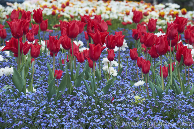 Tulipa 'Red Shine' (<i>Category 6 x Lily-flowered</i>), a 40-60cm (14-24in</i>) tall tulip with deep cherry red flowers with great purity of colour. It was introduced in 1955 and is seen here with forget-me-nots. Order: Liliales, Family: Liliaceae