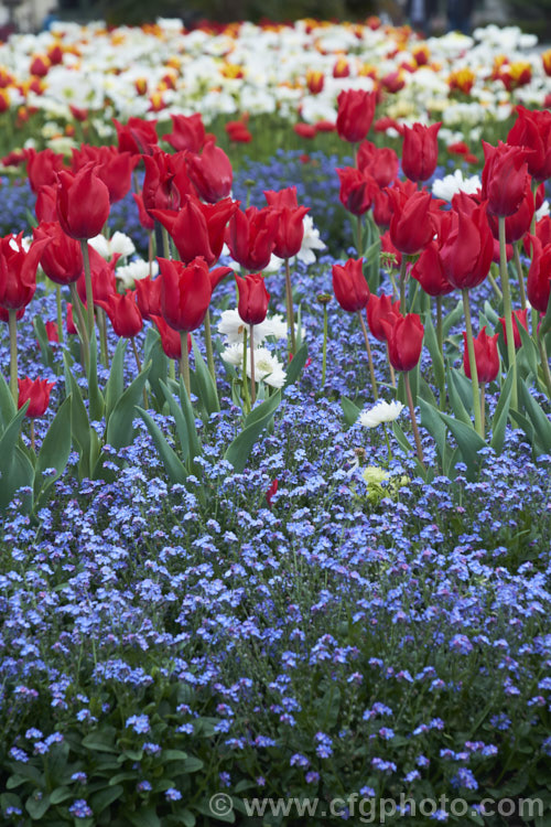 Tulipa 'Red Shine' (<i>Category 6 x Lily-flowered</i>), a 40-60cm (14-24in</i>) tall tulip with deep cherry red flowers with great purity of colour. It was introduced in 1955 and is seen here with forget-me-nots. Order: Liliales, Family: Liliaceae
