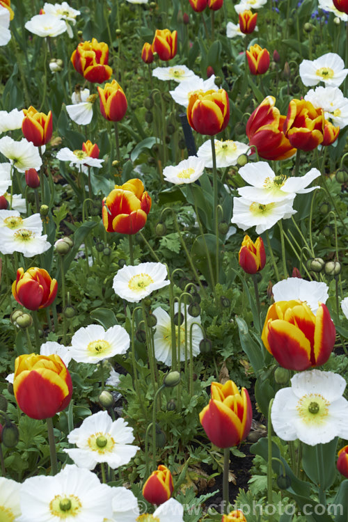 Tulipa 'Gerrit. Van. Der. Valk' (<i>Category 3 —. Triumph Hybrid</i>), a strong-growing tulip that soon develops into a clump. It was introduced in 2003, grows to around 45cm tall and is noticeable for the strong contrast of its bicolored flowers. It is seen here with white-flowered Iceland poppies. Order: Liliales, Family: Liliaceae