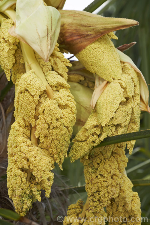 The almost ready to open flowerhead of a Chinese Windmill. Palm, Chusan. Palm or Hemp. Palm (<i>Trachycarpus fortunei</i>), a tough 10-20m tall fibrous-trunked fan palm from central and eastern China and Burma. A widely grown palm due to its hardiness but inclined to become rather ragged in exposed locations. trachycarpus-2555htm'>Trachycarpus.