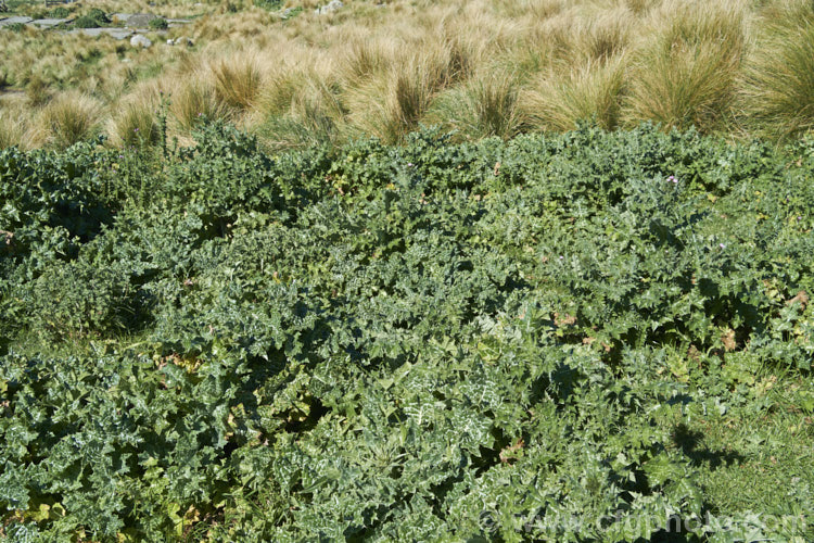 Variegated Thistle, Blessed. Thistle or Holy. Thistle (<i>Silybum marianum</i>) in mid-spring as it is starting to develop flowerheads. This large annual or biennial thistle is easily distinguished by is variegated foliage. Originally found from southwestern Europe to Afghanistan, it is now a widely naturalised weed. silybum-3308htm'>Silybum.