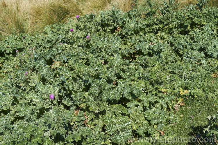 Variegated Thistle, Blessed. Thistle or Holy. Thistle (<i>Silybum marianum</i>) in mid-spring as it is starting to develop flowerheads. This large annual or biennial thistle is easily distinguished by is variegated foliage. Originally found from southwestern Europe to Afghanistan, it is now a widely naturalised weed. silybum-3308htm'>Silybum.