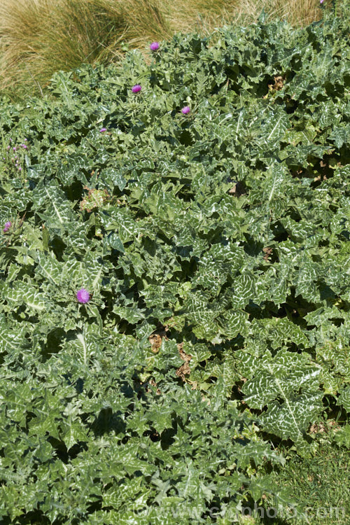 Variegated Thistle, Blessed. Thistle or Holy. Thistle (<i>Silybum marianum</i>) in mid-spring as it is starting to develop flowerheads. This large annual or biennial thistle is easily distinguished by is variegated foliage. Originally found from southwestern Europe to Afghanistan, it is now a widely naturalised weed. silybum-3308htm'>Silybum.