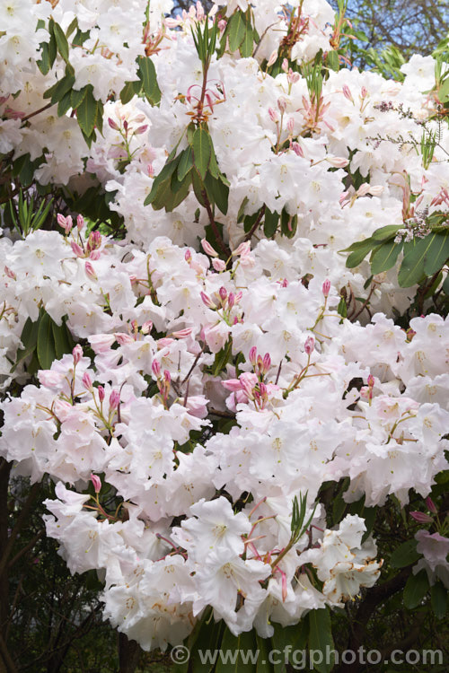 Rhododendron. Loderi 'Horsham' (<i>Rhododendron griffithianum x Rhododendron fortunei</i>), one of the original 1901. Loder crosses and among the palest-flowered Its flowers are large and fragrant