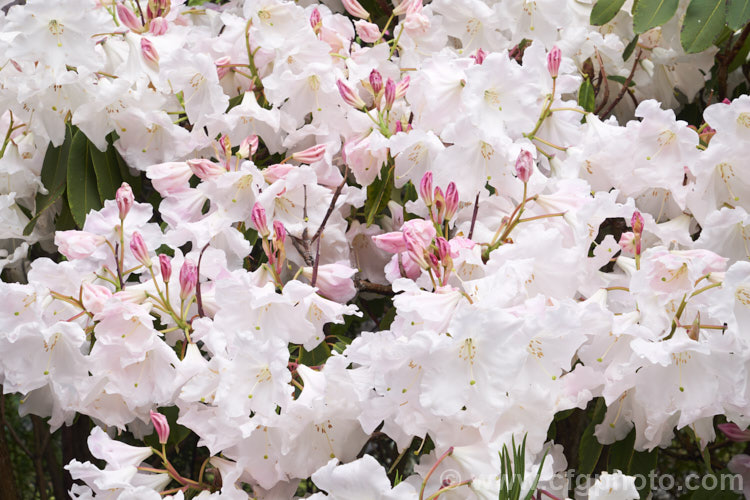 Rhododendron. Loderi 'Horsham' (<i>Rhododendron griffithianum x Rhododendron fortunei</i>), one of the original 1901. Loder crosses and among the palest-flowered Its flowers are large and fragrant