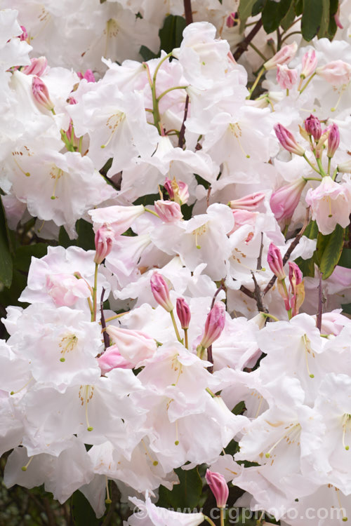 Rhododendron. Loderi 'Horsham' (<i>Rhododendron griffithianum x Rhododendron fortunei</i>), one of the original 1901. Loder crosses and among the palest-flowered Its flowers are large and fragrant