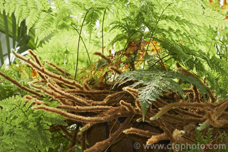 Squirrel's Foot. Fern (<i>Davallia mariesii</i>), an epiphytic fern found in eastern Asia as far north as Japan. It is the hardiest of this largely tropical genus and can tolerate light to moderate frosts. davallia-2854htm'>Davallia. <a href='davalliaceae-plant-family-photoshtml'>Davalliaceae</a>.