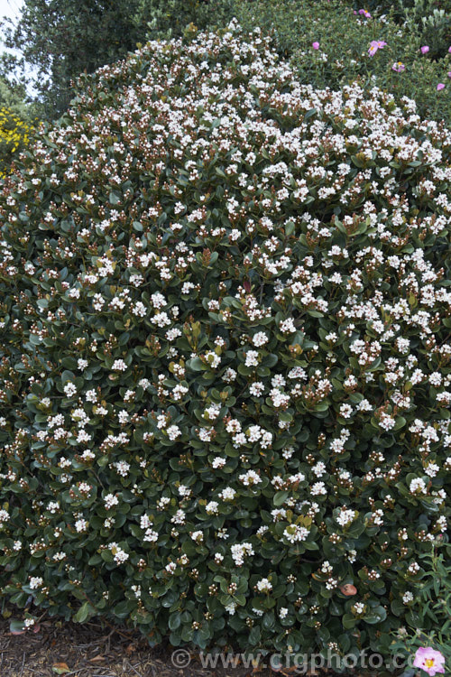 The flowers of Rhaphiolepis umbellata, an evergreen shrub native to Japan and Korea. The flowers are followed by small bluish-black berries