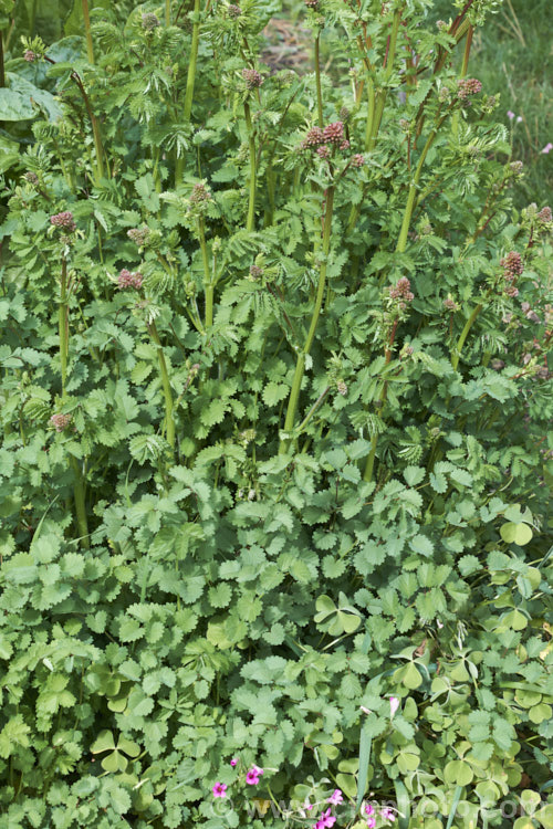 Salad. Burnet, Garden. Burnet or Small. Burnet (<i>Sanguisorba minor</i>), a 60-90cm tall, Eurasian herbaceous perennial that is cultivated as an ornamental, a salad vegetable and a medicinal herb. Its heads of small pinkish red flowers open in mid-spring. sanguisorba-3276htm'>Sanguisorba.