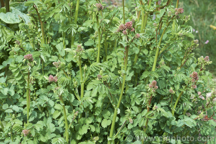 Salad. Burnet, Garden. Burnet or Small. Burnet (<i>Sanguisorba minor</i>), a 60-90cm tall, Eurasian herbaceous perennial that is cultivated as an ornamental, a salad vegetable and a medicinal herb. Its heads of small pinkish red flowers open in mid-spring. sanguisorba-3276htm'>Sanguisorba.
