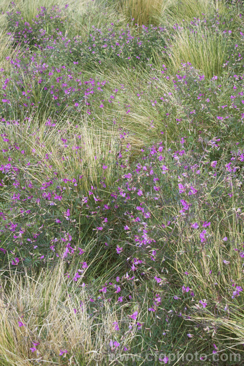 Common Vetch (<i>Vicia sativa</i>), a spring-flowering perennial legume originally native to Eurasia but now widespread and considered a weed in many areas. vicia-3388htm'>Vicia.