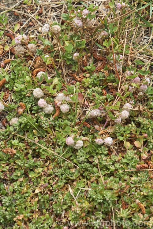 Strawberry Clover (<i>Trifolium fragiferum</i>), a small, low, spreading clover with spring-borne heads of tiny, pink-tinted cream flowers that develop into seedheads with overlapping inflated sepals that give them a resemblance to a strawberry or raspberry. trifolium-3369htm'>Trifolium.