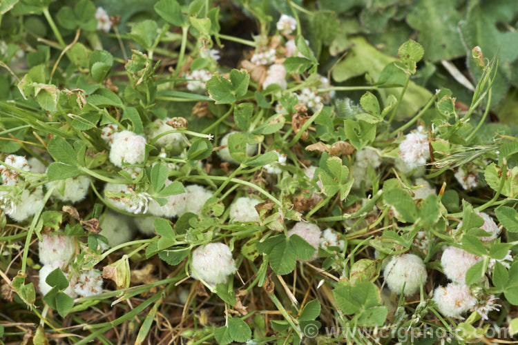 Strawberry Clover (<i>Trifolium fragiferum</i>), a small, low, spreading clover with spring-borne heads of tiny, pink-tinted cream flowers that develop into seedheads with overlapping inflated sepals that give them a resemblance to a strawberry or raspberry. trifolium-3369htm'>Trifolium.