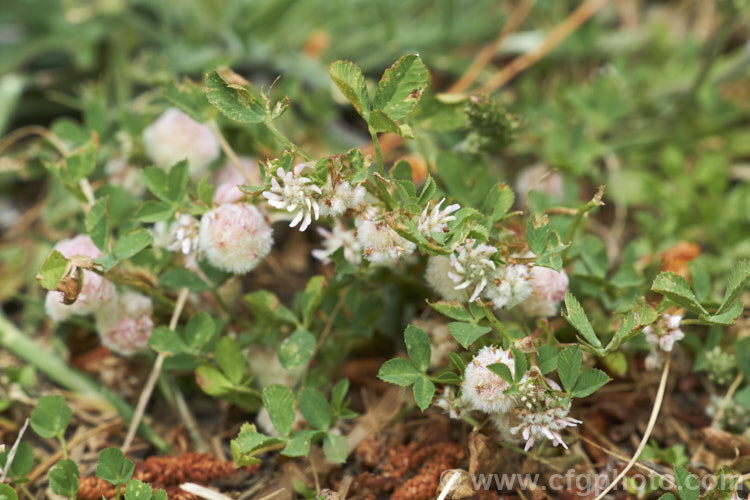 Strawberry Clover (<i>Trifolium fragiferum</i>), a small, low, spreading clover with spring-borne heads of tiny, pink-tinted cream flowers that develop into seedheads with overlapping inflated sepals that give them a resemblance to a strawberry or raspberry. trifolium-3369htm'>Trifolium.