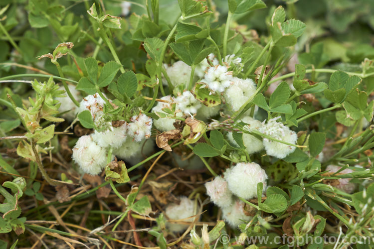Strawberry Clover (<i>Trifolium fragiferum</i>), a small, low, spreading clover with spring-borne heads of tiny, pink-tinted cream flowers that develop into seedheads with overlapping inflated sepals that give them a resemblance to a strawberry or raspberry. trifolium-3369htm'>Trifolium.