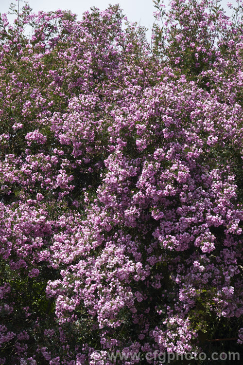Keurboom (<i>Virgilia divaricata</i>), an evergreen leguminous large shrub or tree native to South Africa. The flowers, which open from spring, are pleasantly scented and range in colour from almost white to deep purple-pink. virgilia-3391htm'>Virgilia.