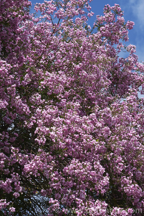 Keurboom (<i>Virgilia divaricata</i>), an evergreen leguminous large shrub or tree native to South Africa. The flowers, which open from spring, are pleasantly scented and range in colour from almost white to deep purple-pink. virgilia-3391htm'>Virgilia.