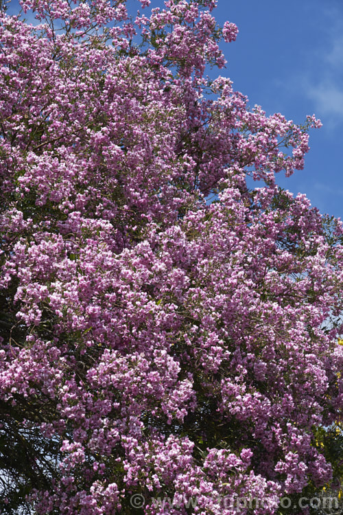 Keurboom (<i>Virgilia divaricata</i>), an evergreen leguminous large shrub or tree native to South Africa. The flowers, which open from spring, are pleasantly scented and range in colour from almost white to deep purple-pink. virgilia-3391htm'>Virgilia.