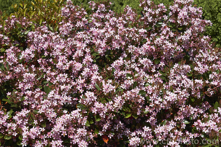 Rhaphiolepis indica, an evergreen, spring to early summer-flowering shrub native to southern China. It grows to around 12m tall and can be over 18m wide