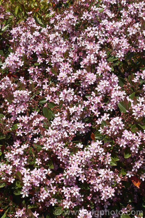 Rhaphiolepis indica, an evergreen, spring to early summer-flowering shrub native to southern China. It grows to around 12m tall and can be over 18m wide