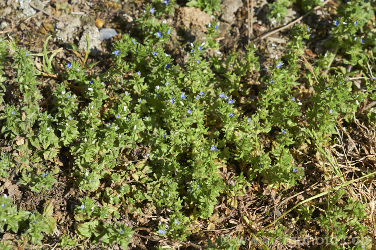 Turf. Speedwell, Thyme-leaved Speedwell or Creeping Speedwell (<i>Veronica serpyllifolia</i>), a low, spreading annual or short-lived perennial with a widespread natural distribution and often seen as a lawn weed. The flower colour ranges from white to bright blue. Veronica filiformis is a similar species with somewhat different foliage