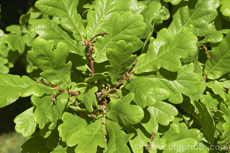 The spent flowers and very young acorns of the English Oak (<i>Quercus robur</i>), a large, round-headed deciduous tree found from Britain to western Russia. It lives to a great age and can reach 40m tall, though 20-35m is more common. Order: Fagales, Family: Fagaceae