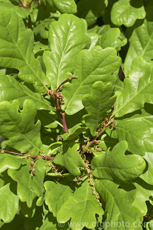 The spent flowers and very young acorns of the English Oak (<i>Quercus robur</i>), a large, round-headed deciduous tree found from Britain to western Russia. It lives to a great age and can reach 40m tall, though 20-35m is more common. Order: Fagales, Family: Fagaceae